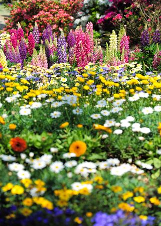 Blooming little flowersの写真素材