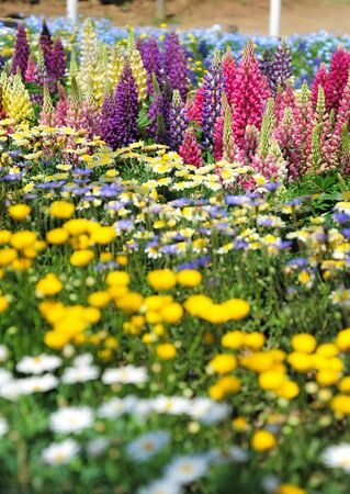 Blooming little flowersの写真素材