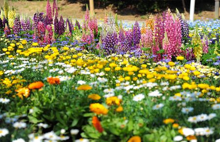 Blooming little flowersの写真素材