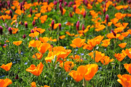 California poppy fieldの写真素材