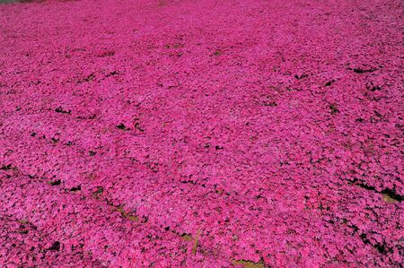 pink moss field  shibazakuraの写真素材