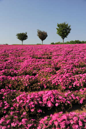 landscape with pink moss field  shibazakuraの写真素材