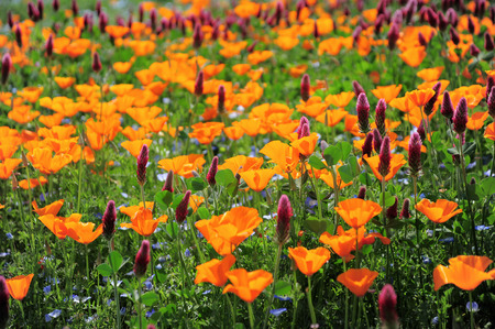 California poppy fieldの写真素材