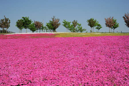 landscape with pink moss field  shibazakuraの写真素材