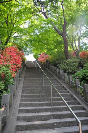 staircase in gardenの写真素材