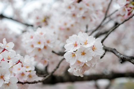 Beautiful white sakura blossomの写真素材