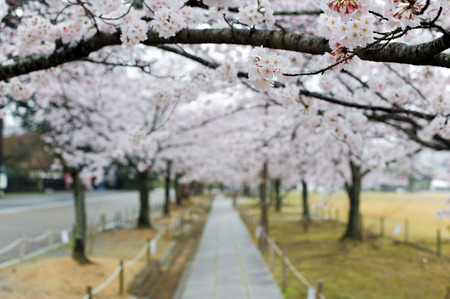 Sakura in japan park with shallow depth of fieldの写真素材