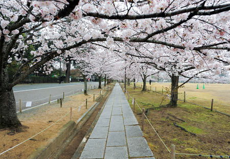Sakura in japan park with shallow depth of fieldの写真素材