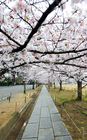 Sakura in japan park with shallow depth of fieldの写真素材