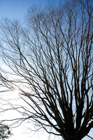 Silhouette treeの写真素材