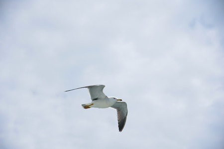 Seagulls Flock of black tailed gull, resident in East Asia including China, Taiwan, Japan and Koreaの写真素材