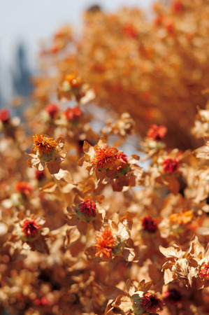 Dried Carthamus tinctorius false saffronの写真素材