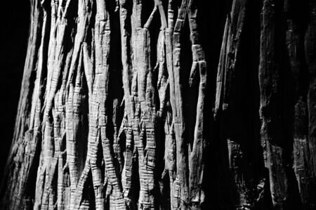 Old Wood Tree Texture Background with black and whiteの写真素材