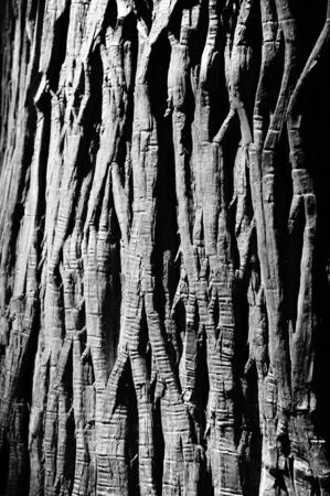 Old Wood Tree Texture Background with black and whiteの写真素材