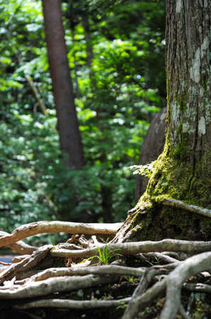 Tree roots with soft sunlightの写真素材