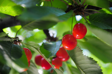 Cherries hanging on a cherry tree branchの写真素材