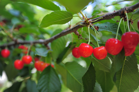 Cherries hanging on a cherry tree branchの写真素材