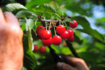 Cherries hanging on a cherry tree branchの写真素材