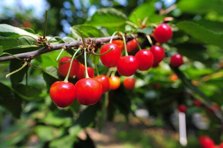 Cherries hanging on a cherry tree branchの写真素材