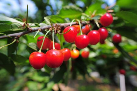 Cherries hanging on a cherry tree branchの写真素材