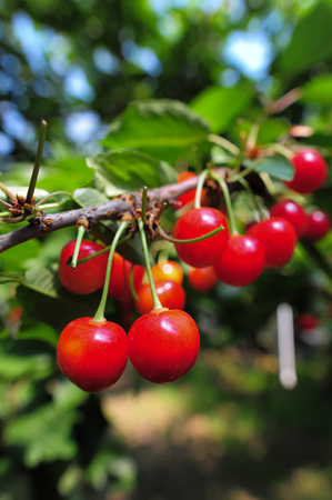 Cherries hanging on a cherry tree branchの写真素材