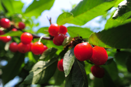 Cherries hanging on a cherry tree branchの写真素材