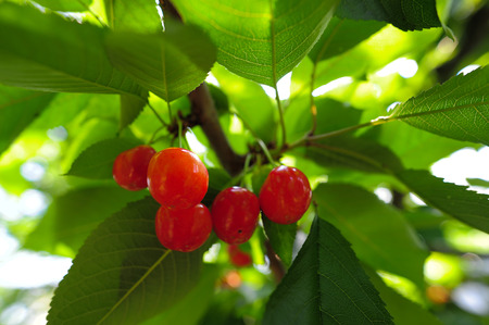 Cherries hanging on a cherry tree branchの写真素材