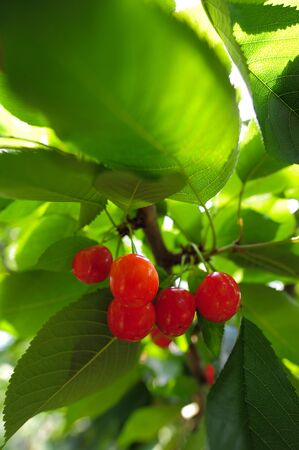 Cherries hanging on a cherry tree branchの写真素材