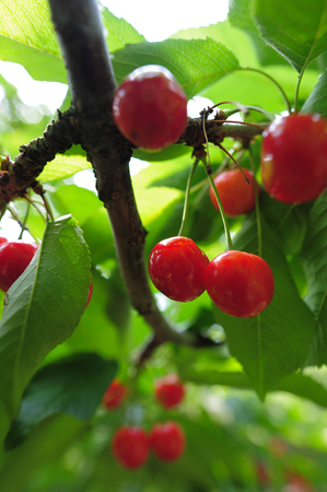 Cherries hanging on a cherry tree branchの写真素材