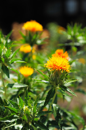 Carthamus tinctorius false saffronの写真素材