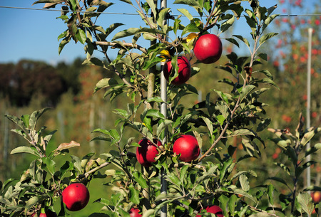 Fresh Red apple fruits hanging on apple treeの写真素材