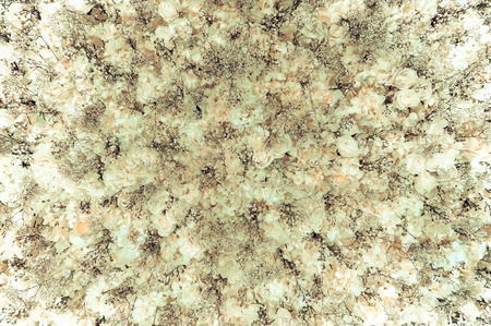 White roses wall - vintage tone, can be used as backgroundの写真素材