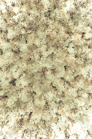 White roses wall - vintage tone, can be used as backgroundの写真素材