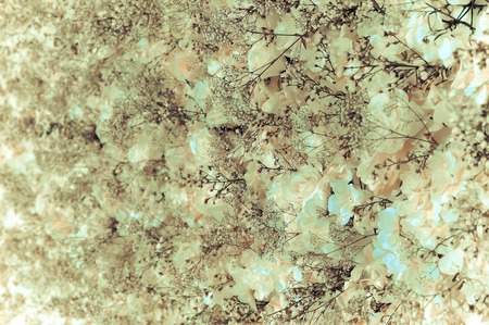 White roses wall - vintage tone, can be used as backgroundの写真素材