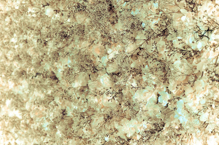White roses wall - vintage tone, can be used as backgroundの写真素材
