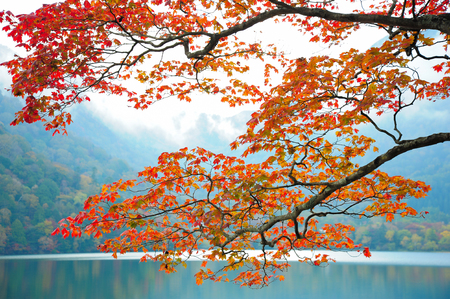 Autumn. Fall scene of trees Leaves and riverの写真素材