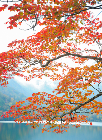 Autumn. Fall scene of trees Leaves and riverの写真素材