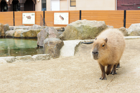 Capybara (Hydrochoerus hydrochaeris). Wildlife animal.の写真素材