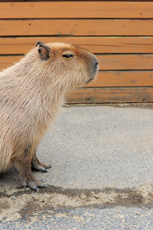 Capybara (Hydrochoerus hydrochaeris). Wildlife animal.の写真素材
