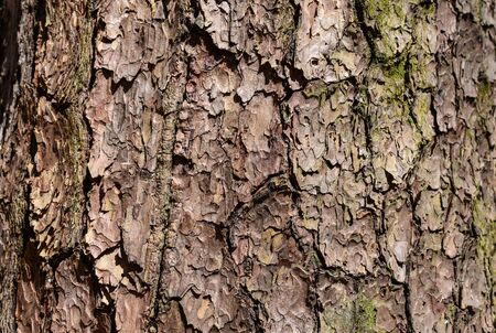 Old Wood Tree Texture Backgroundの写真素材