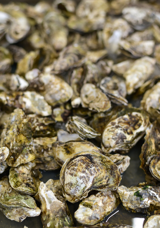 Closeup of the fresh oysters on the marketの写真素材