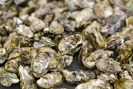 Closeup of the fresh oysters on the marketの写真素材