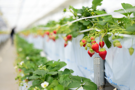 Industrial growth of strawberries in Japan farmの写真素材