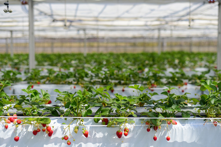Industrial growth of strawberries in Japan farmの写真素材