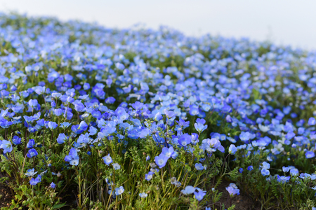 Blue Nemophila flowers at Hitachi Seaside Park, Japanの写真素材