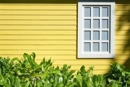 Yellow wooden wall with window and green plantの写真素材