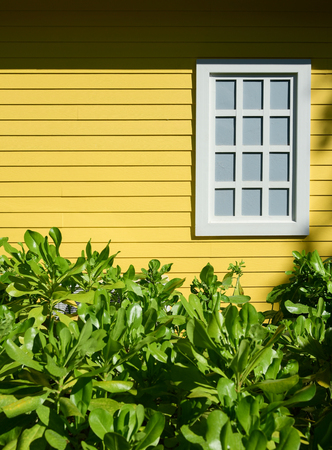 Yellow wooden wall with window and green plantの写真素材