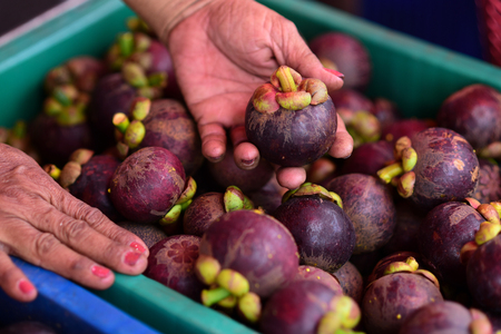 Mangosteen. A pile of mangosteen selling in a marketの写真素材