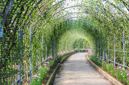 Flowers tunnel in gardenの写真素材