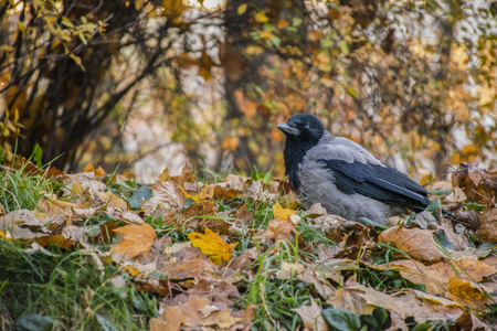 A bird of forty stands in the midst of fallen leavesの写真素材